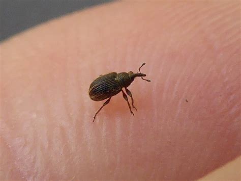 tiny tan bugs in house